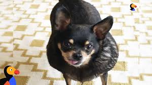 Image result for chihuahua big obesity