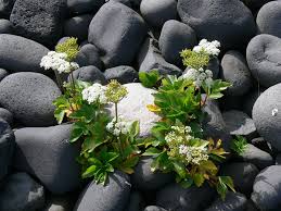 Image result for Afroligusticum