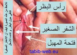 طبيب الوب الوظيفة الجنسية للأعضاء التناسلية د لؤي خدام