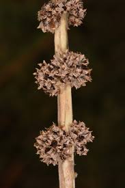 Image result for Ammannia aegyptiaca