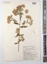 Image result for Eschenbachia