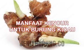 Yang paling umum adalah bau amis pada nafas atau kulit. 16 Jenis Makanan Perkutut Agar Gacor Dan Rajin Bunyi Pinhome