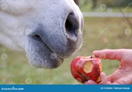 Horse and apple stock photo. Image of beautiful, biting - 3152988