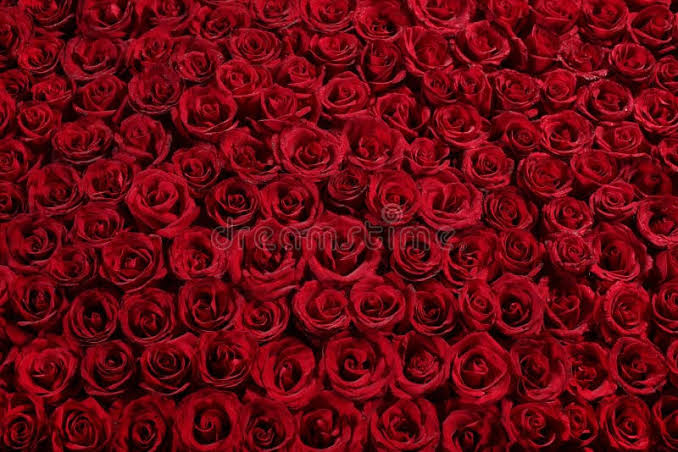 Bed of roses stock image. Image of valentine, romance - 25059365