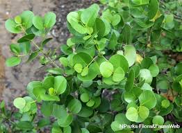 Image result for Sonneratiaceae