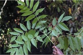 Image result for Burseraceae