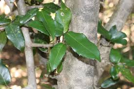 Image result for Drypetes arguta