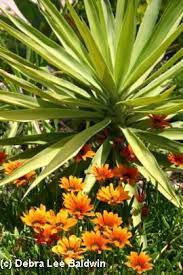 A plant whose growth cycle only lasts one season. 180 Gardening Beauty Of Leafy And Non Flowering Plants In Gardens Ideas Plants Planting Flowers Garden