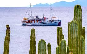 See that girl, watch her scream, kicking the dancing queen. Discover Baja Cruises Adventuresmith Explorations