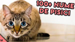 See more ideas about clipuri amuzante cu animale, amuzant, animale. Nume De Pisici Fete Gaseste Numele Perfect Pentru Pisica Ta Youtube