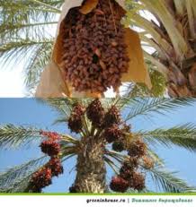Как вырастить роскошное дерево фиников у себя дома? Is It Possible To Put A Bone Of The Date Will The Palm Tree Grow At Home From The Bone Palm Palm Trees Cultivation And Care