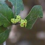 Image result for Mystroxylon