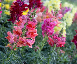 We did not find results for: Winter Plants For North Texas Landscape Design Fallas Landscape Ltd Lawn Care And Maintenance