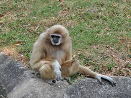 Image result for Hylebates cordatus