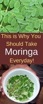 This Is Why You Should Take Moringa Everyday Moringa Benefits Moringa Health