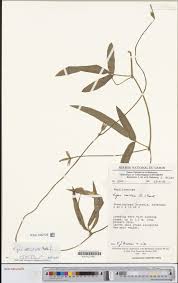 Image result for Vigna reticulata