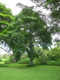 Image result for Hildegardia