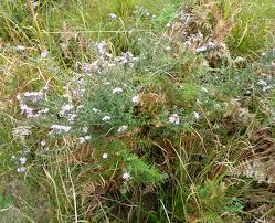 Image result for Athrixia phylicoides