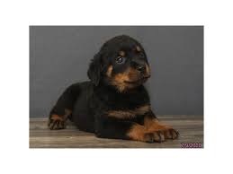 Alaska, ak we offer rottweiler puppies for sale as either an import rottweiler puppy or one that we have. Rottweiler Puppies Petland Montgomery