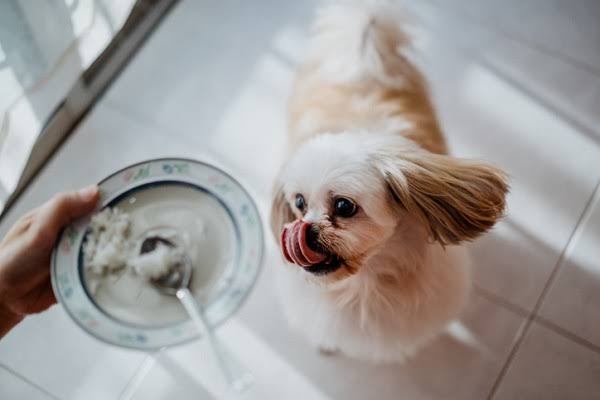 O preparo correto do arroz é essencial para a saúde do pet, AI generated