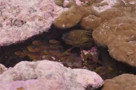 Monitoring Coral Reefs in the Indian Ocean