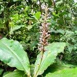 Image result for Palisota ambigua