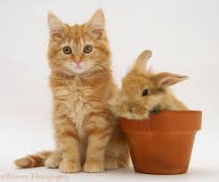 Gambar Kucing Lucu 150 Gambar Gambar Com My
