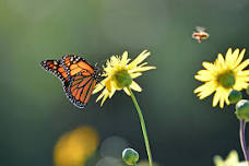Nature Play Day: Bugs