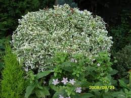 Euonymus Silver Queen Like The Bush Beside The House Wind Garden Backyard Plants Garden Design