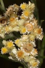 Image result for Pseudognaphalium oligandrum