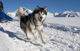 The alaskan malamute is a domestic dog breed that originated from alaska and mostly known to be the lifespan of the alaskan malamute is around 10 to 12 years. Alaskan Malamute Agila
