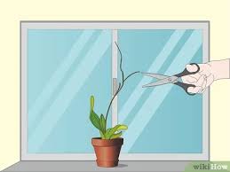 Many people make the mistake of assuming that since these hybrid orchids are noted for their upright, branching sprays of brightly colored flowers that. How To Care For Orchids 14 Steps With Pictures Wikihow
