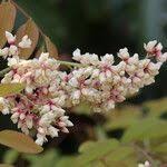 Image result for Dalbergia boehmii