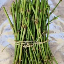 Image result for Justicia mollugo