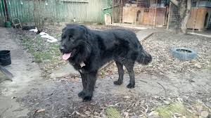Ciobănesc românesc corb(romanian raven shepherd dog) Grecu Mascul Ciobanesc Corb Youtube
