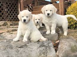 The english cream golden retriever is a rare color variation of the golden retriever. English Cream Golden Retriever Idaho Puppies Retriever Puppy Cute Dogs And Puppies