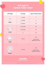 This website will convert your cat age's to the corresponding human age. Cat Age Chart Cat Years To Human Years Pumpkin Pet Care