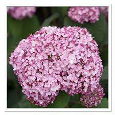 Literally, a huge improvement over 'annabelle'! Hydrangea Incrediball Blush Smooth Hydrangea Sugar Creek Gardens