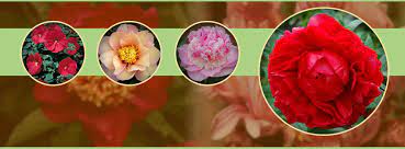 You can choose from one of our designs or request a custom piece. Bob Scott Nursery Home Facebook