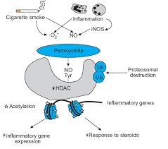 Possible Mechanism Of Reduction In Histone Deacetylase Hdac 2 Hdac2 Download Scientific Diagram