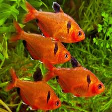 red phantom tetra