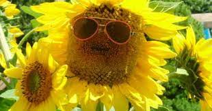 As per utc timings, summer's first day starts at 11.43 pm on 20th of june 2021, sunday in the usa and canda. Summer Solstice 2021 The First Day Of Summer Old Farmers Almanac Farmers Almanac First Day Of Summer