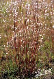 Image result for Andropogon schirensis