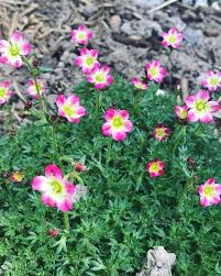 By Kleintiereonline De Die Polsterblumen Im Fruhling Machen In Unserem Garten Den Blumenschmuck Aus Die Zarten Blumchen Passen Auch Zu Dominierenden In 2020 Plants