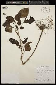 Image result for Coleus calycinus