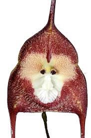 Dracula simia — Ecuagenera California