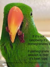 Pin By Prego Dalliance Sanctuary On Parrot Memes By Pds Parrot Pomegranate Raspberry