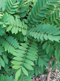 Image result for Millettia