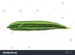 You just have to boil a ribbed gourd, add it to coconut oil and apply when the solution has cooled down. Ribbed Gourd Ketola Royalty Free Stock Photo 61085272 Avopix Com