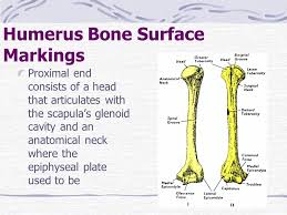 Appendicular Skeleton Ppt Video Online Download